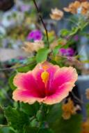 スタジオムーンのハイビスカスが咲きました！