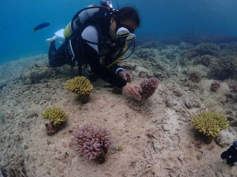 サンゴの美しい海の恩納村 サンゴ再生のPVをつくりました