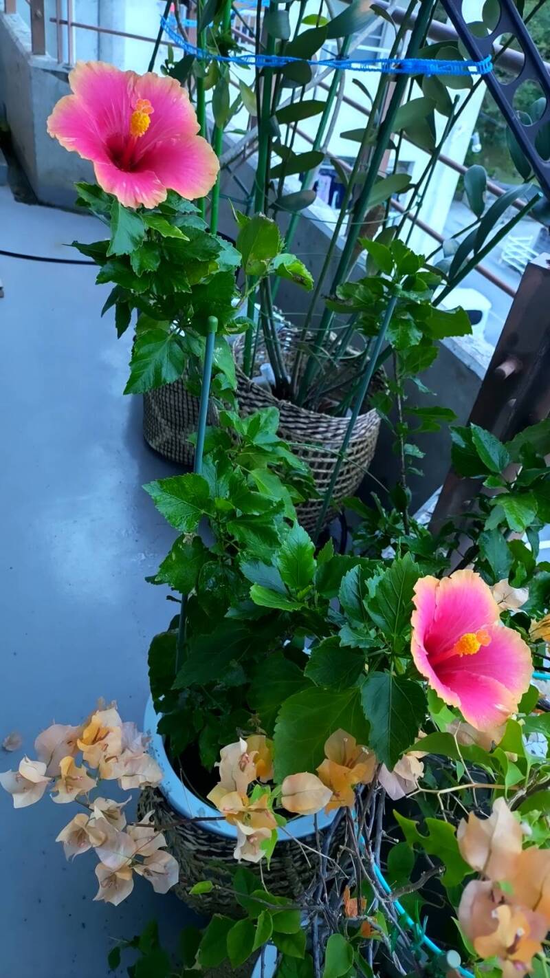 スタジオムーンのハイビスカスが咲きました！