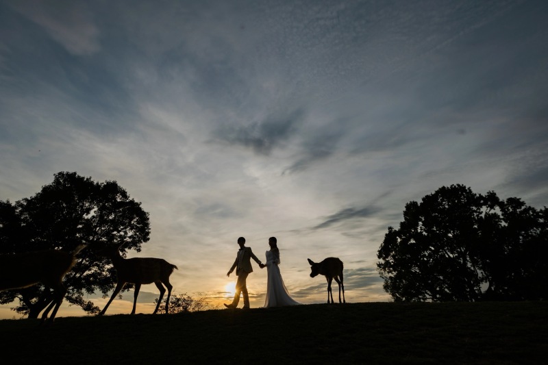 鹿と撮れるロケ地のご紹介♪
