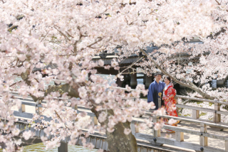 【最新】3/25、26、27、28 桜ロケ空き状況！！