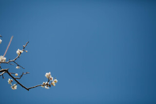 梅ロケーション撮影