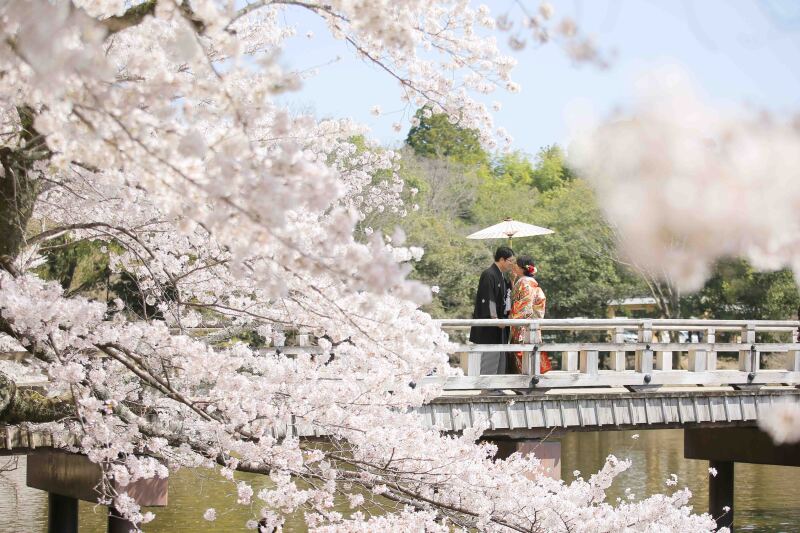 大人 気！！桜ロケーションフォト　予約受付中