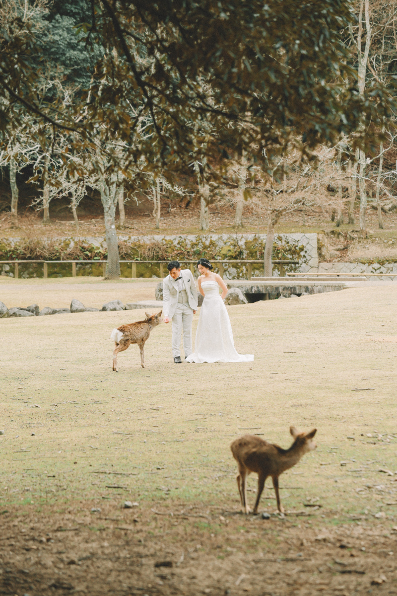 鹿さんたちに囲まれて、ゆるっと前撮りしてきました
