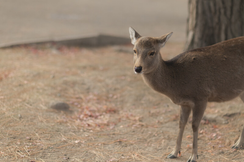 奈良公園で紅葉撮影♪