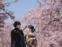桜ロケーション撮影 まだ少しだけ空きがございます&hearts;