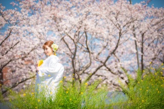 桜フォトプラン98,000円で登場♡