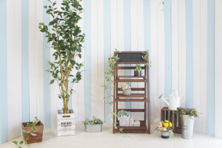 新成人の皆様、おめでとうございます！