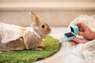 大事なペットも家族の一員です！