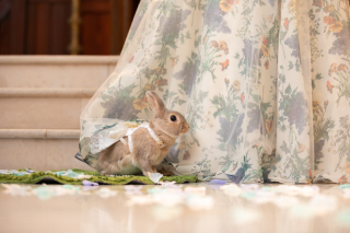 可愛いうさぎさんと撮影♡