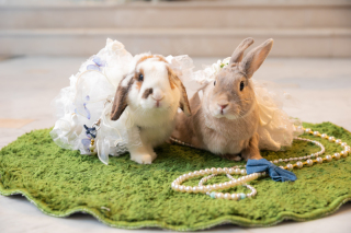 ワンちゃん・ネコちゃんとも一緒に撮影していただけます♡