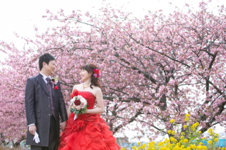 ✿桜フォトプラン✿