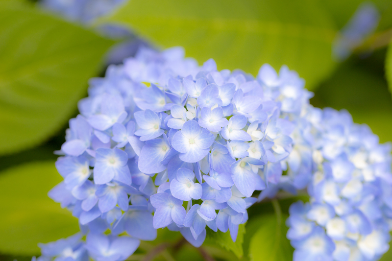 6月は紫陽花のロケーション撮影がおすすめ!