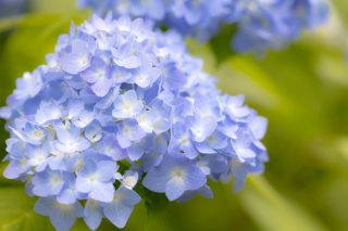 6月は紫陽花のロケーション撮影がおすすめ!