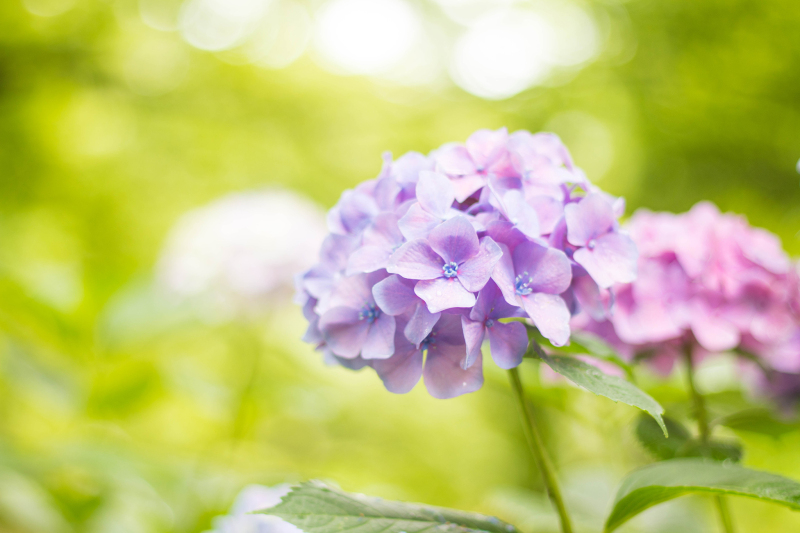 ✿6月限定!紫陽花ロケーションフォト✿