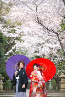 桜フォトウェディング✿