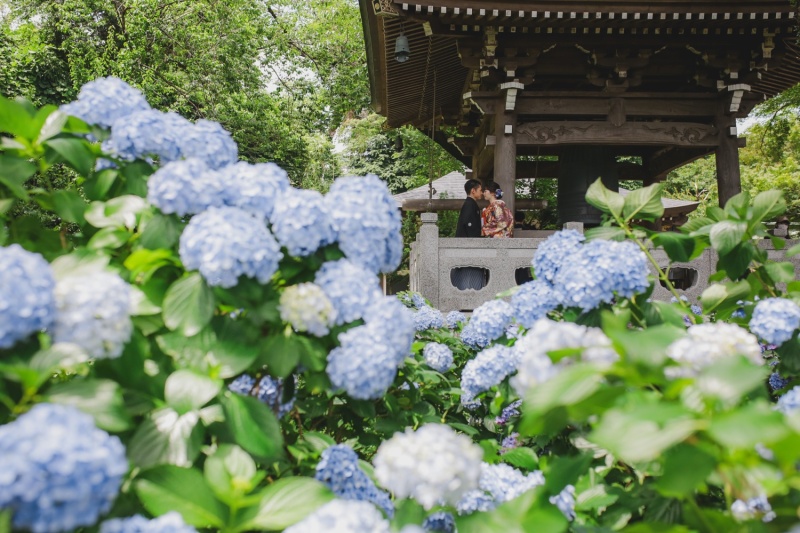 寺院と紫陽花と。
