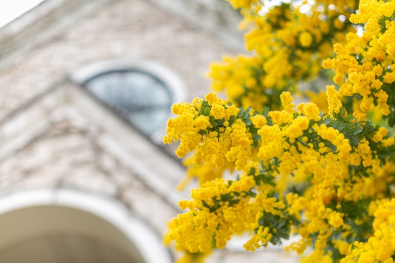 *春限定!ミモザフォトプラン登場*