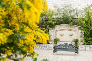 京都ノーザンチャーチ北山教会の春のお花*「ミモザ」