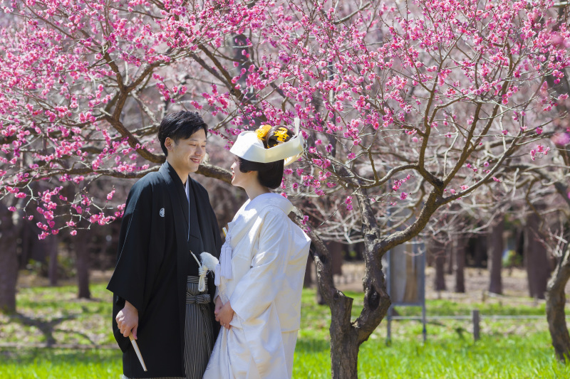 北海道神宮挙式とさくら、サクラ、桜でフォトウェデイング