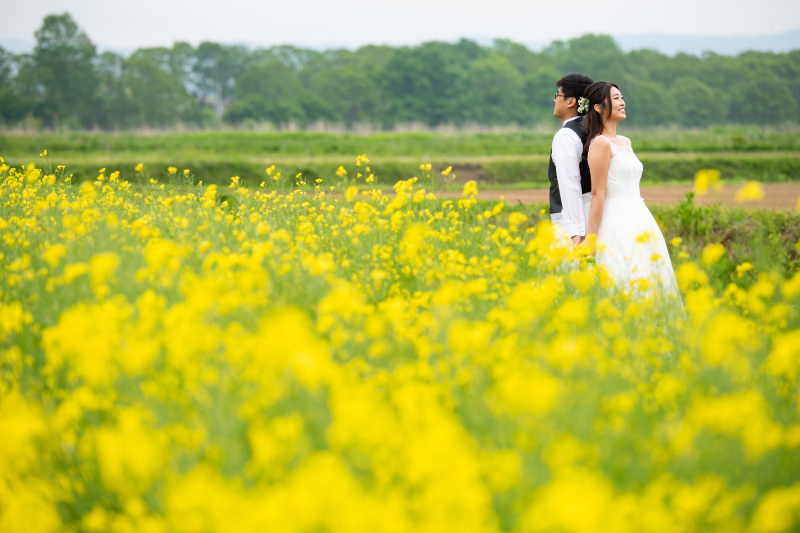 春菜の花畑の撮影ご予約のご案内