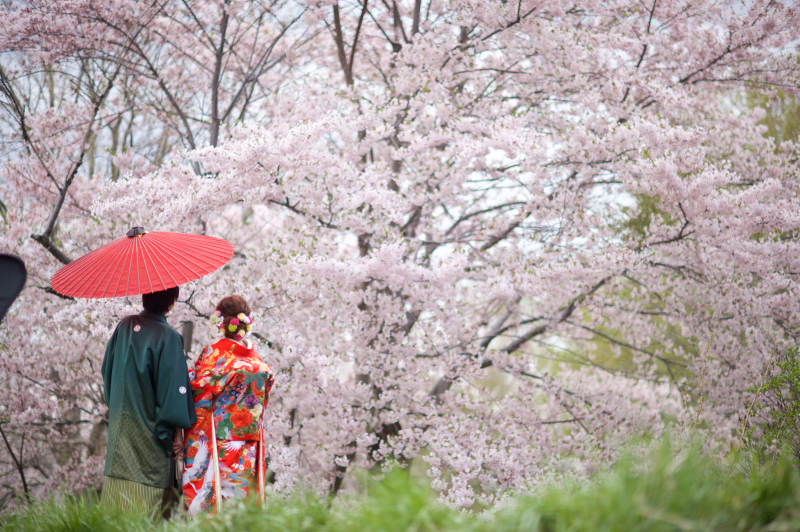 解禁！和装で残すさくら、サクラ、桜　ウェディングフォト