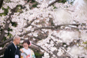 和装でサクラ、さくら、桜ウェデイングフォト素敵