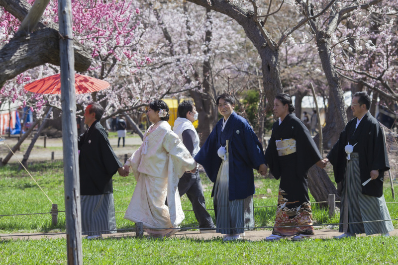 北海道神宮挙式とさくら、サクラ、桜でフォトウェデイング