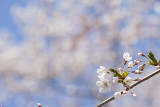 解禁！和装で残すさくら、サクラ、桜　ウェディングフォト
