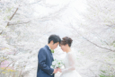 桜、さくら、サクラウェディングフォト北海道・札幌の受付開始！！