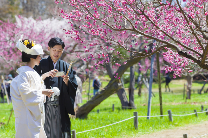 北海道神宮挙式とさくら、サクラ、桜でフォトウェデイング