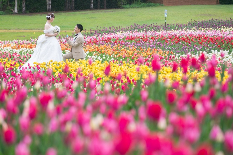 【滝野すずらん公園】チューリップの季節での撮影