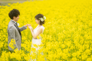 春菜の花畑の撮影ご予約のご案内