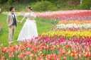 【滝野すずらん公園】チューリップの季節での撮影