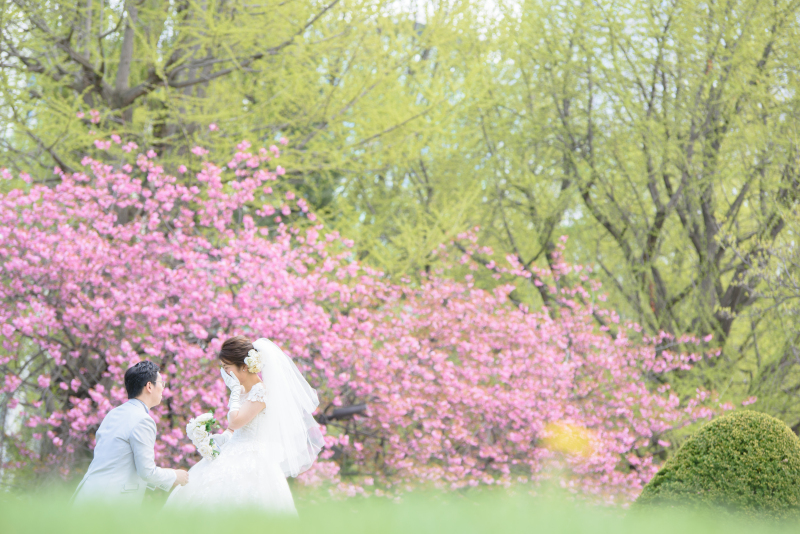 桜の開花時期札幌の話