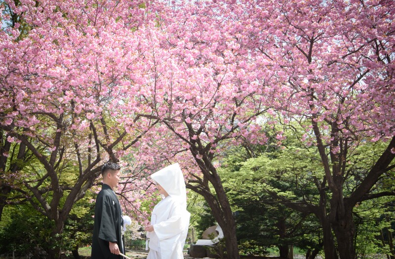 解禁!春まち!桜・サクラ・さくらフォトウェデイングのお知らせ!