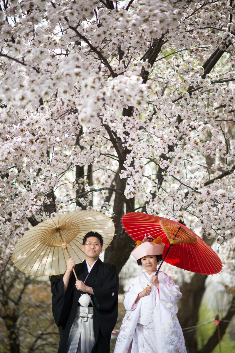 解禁！和装で残すさくら、サクラ、桜　ウェディングフォト