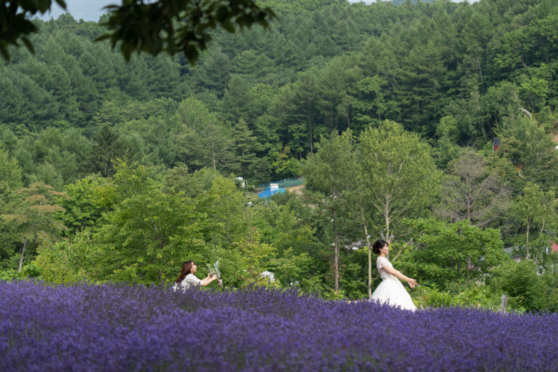 札幌のラベンダー畑とモエレ沼公園そしてガラスのピラミッドゴージャスなフォト
