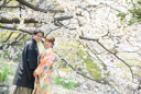 桜、さくら、サクラウェディングフォト受付開始