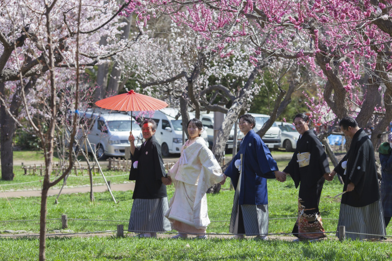 北海道神宮挙式とさくら、サクラ、桜でフォトウェデイング