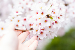 もうすぐ春です