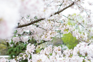 春ロケ始まりました