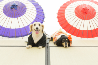 2019年もよろしくお願いいたします!