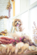 お二人の大切なペットと一緒に撮影しませんか?♡