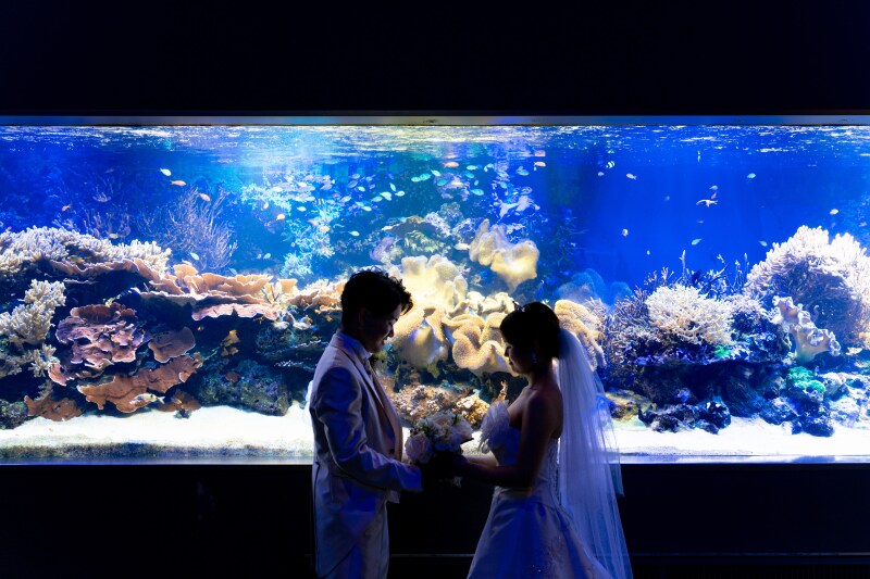 【MaiBRIDE】鳥羽水族館フォトプラン