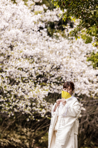 桜撮影①