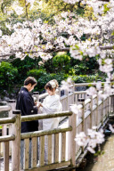 桜の開花日⑧