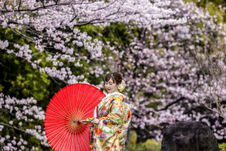 桜撮影④