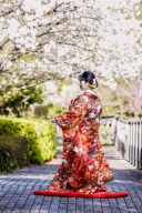 桜の開花日②