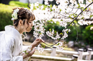 桜の開花日⑦